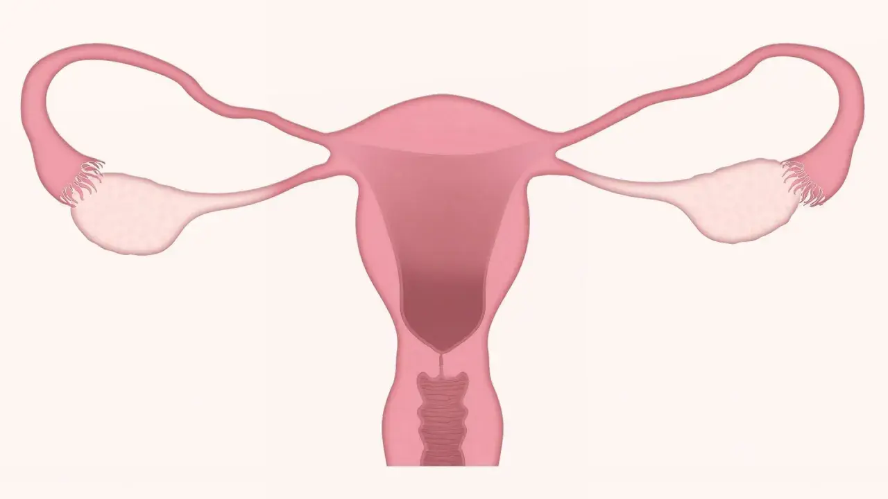 Anatomia układu rozrodczego kobiety. Warto pamiętać o potencjalnych duphaston skutki uboczne.