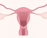 Anatomia układu rozrodczego kobiety. Warto pamiętać o potencjalnych duphaston skutki uboczne.