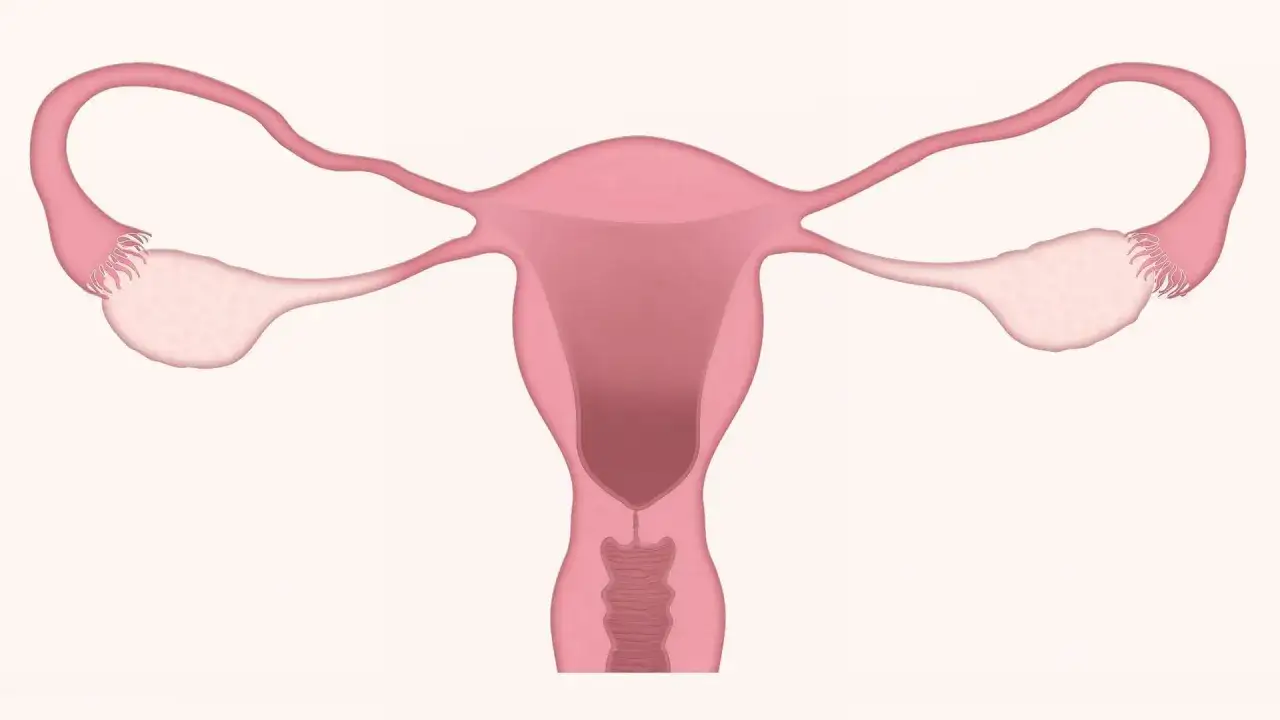 Anatomia układu rozrodczego kobiety. Warto znać potencjalne duphaston skutki uboczne, by świadomie dbać o zdrowie.