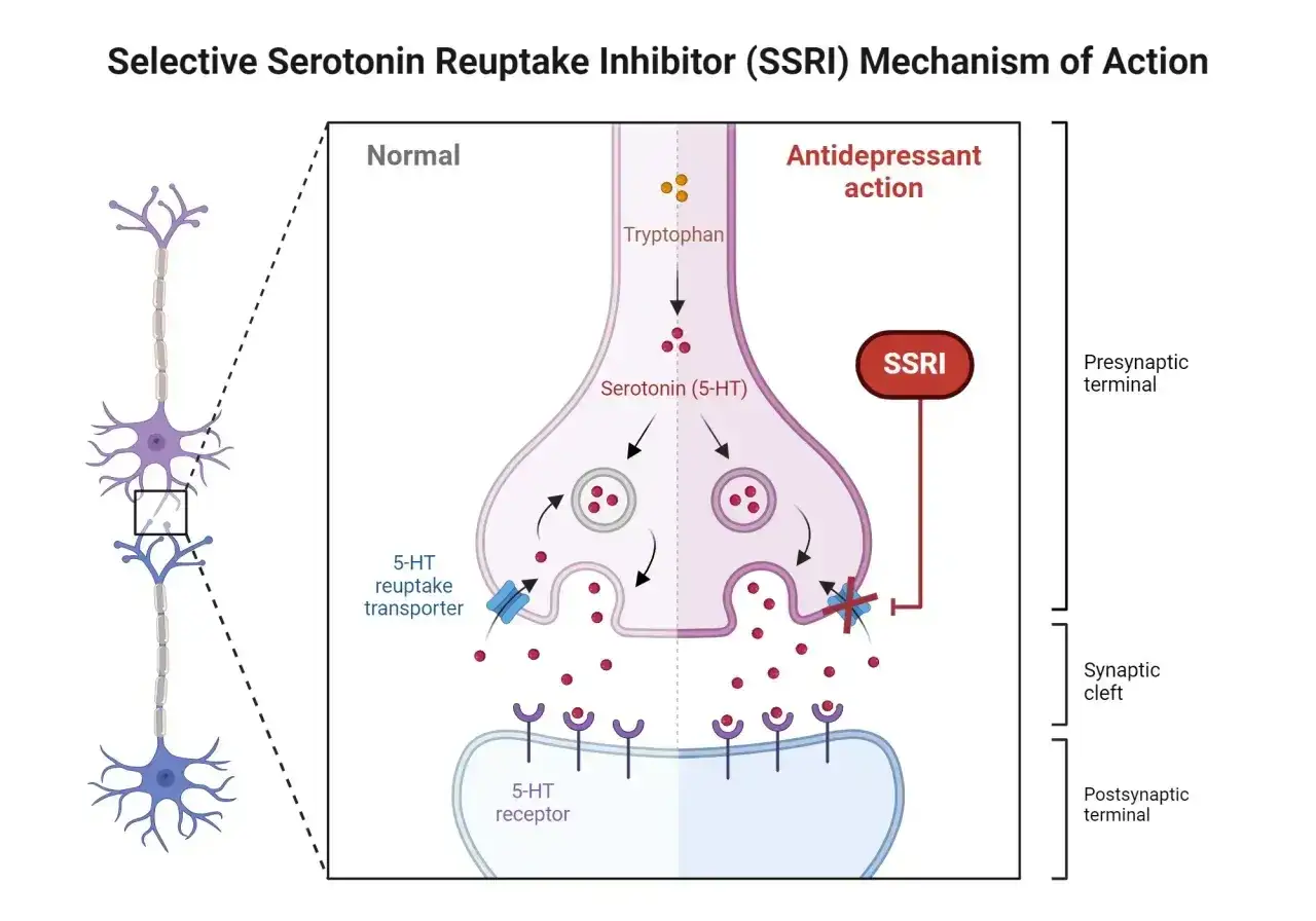Schemat działania SSRI. Pokazuje, jak aciprex na co wpływa na synapsę, blokując wychwyt zwrotny serotoniny.