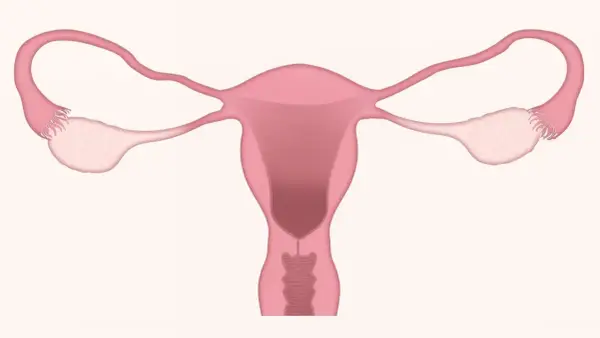 Anatomia układu rozrodczego kobiety. Warto pamiętać o potencjalnych duphaston skutki uboczne.