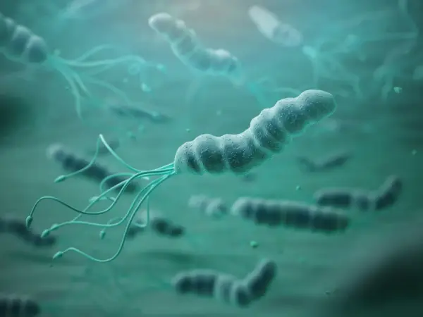 Bakterie Helicobacter pylori z wiciami. W poszukiwaniu sposobów, co zabija Helicobacter pylori, naukowcy badają te mikroorganizmy.